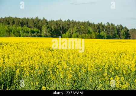 Ligne de forêt derrière le champ de colza à fleurs jaunes Banque D'Images