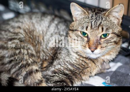 Un chat Felidae de petite à moyenne taille, avec des moustaches et de la fourrure, est allongé sur une couverture et regarde la caméra. Ce chat domestique à poil court est un carnivore Banque D'Images