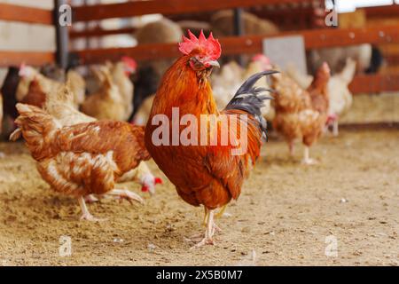 Des poulets sont vus debout sur un sol en terre battue, picotant et grattant à la surface. Banque D'Images