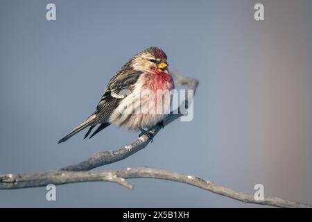 Un rouge-poll commun perché sur une branche au lever du soleil contre un ciel clair. Parc national de Grand Teton, Wyoming Banque D'Images