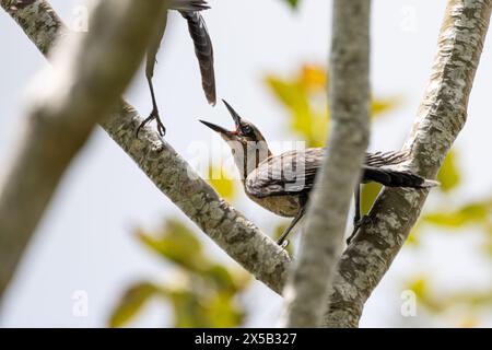 Une femelle à queue de bateau grimpe à un autre oiseau dans le comté de Palm Beach, en Floride. (ÉTATS-UNIS) Banque D'Images