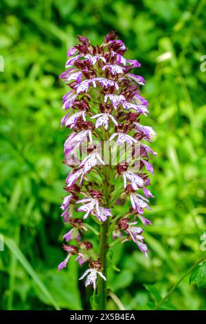 Orchidée militaire (Orchis militaris) / orchidée soldat - sud-Touraine, centre de la France. Banque D'Images
