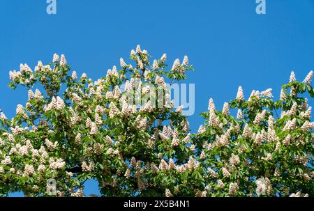 châtaigne de cheval fleurie avec inflorescences Banque D'Images