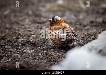 Un finch rosé couronné de gris s'arrêtant à sa recherche de nourriture sur le sol. National Elk refuge, Wyoming Banque D'Images