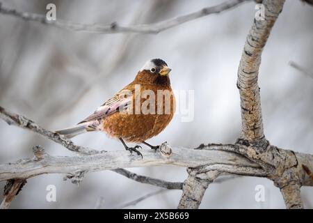 Un finch rosé couronné gris regardant de son perchoir sur une branche d'arbre de coton. Parc national de Grand Teton, Wyoming Banque D'Images