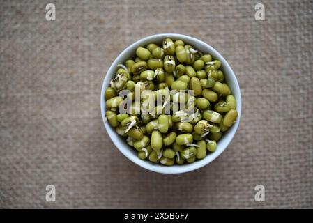 Haricots germés dans un récipient et une tasse. Graines germées diététiques. Banque D'Images