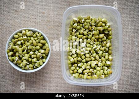 Haricots germés dans un récipient et une tasse. Graines germées diététiques. Banque D'Images