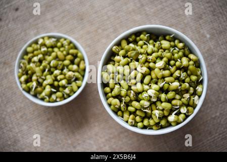 Haricots germés dans un récipient et une tasse. Graines germées diététiques. Banque D'Images