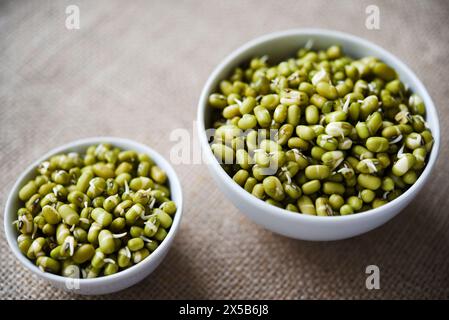 Haricots germés dans un récipient et une tasse. Graines germées diététiques. Banque D'Images