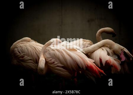 Oiseaux flamants. Le flamant rose américain (Phoenicopterus ruber) est une grande espèce de flamant rose des Caraïbes Banque D'Images