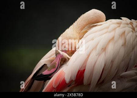 Flamingo Bird. Le flamant rose américain (Phoenicopterus ruber) est une grande espèce de flamant rose des Caraïbes Banque D'Images