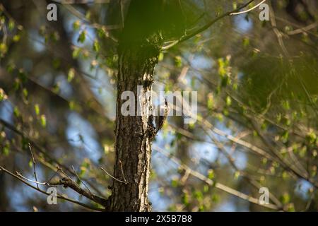 Petit oiseau eurasien Treecreeper rampant sur un arbre. Arrière-plan de la nature. Le trecreur eurasien ou le trecreur commun, lat. erthia familiaris Banque D'Images