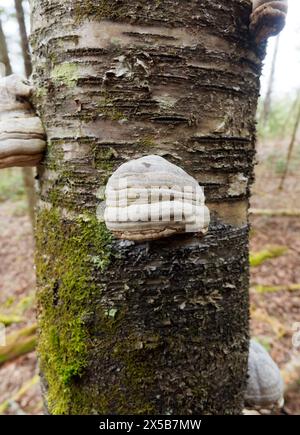 Champignon du sabot sur un arbre de bouleau, Québec, Canada Banque D'Images