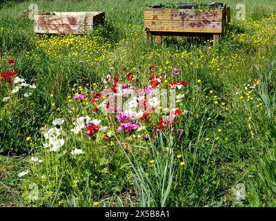 Fleurs sauvages colorées et boites de jardin surélevées, jardin d'Agronomie tropicale, Nogent-sur-Marne, Paris, France. Banque D'Images