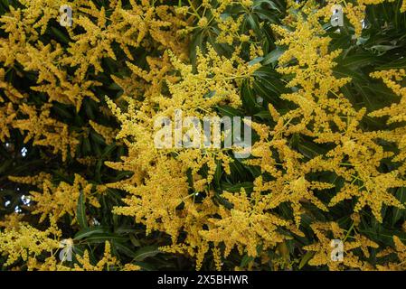 Mango pleine fleur, Wadi Ash Shab, Oman Banque D'Images