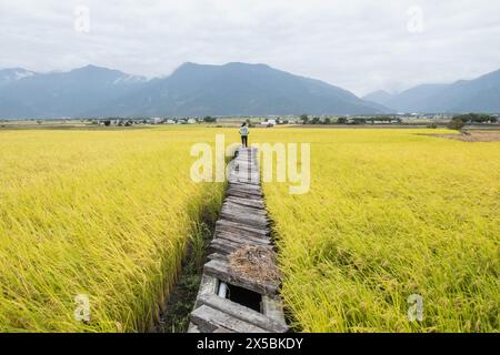 Les belles rizières de Chishang au moment de la récolte, Chishang, Taitung, Taiwan Banque D'Images