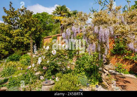 Belle wisteria japonaise mauve 'ISSAI Perfect' et paeony blanche floraison au printemps dans RHS Garden, Wisley, Surrey, sud-est de l'Angleterre Banque D'Images