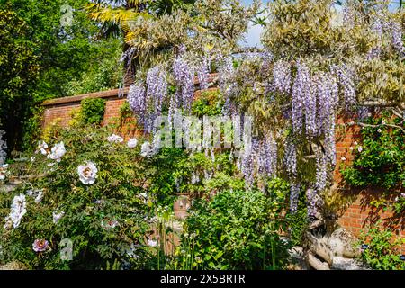 Belle wisteria japonaise mauve 'ISSAI Perfect' et paeony blanche floraison au printemps dans RHS Garden, Wisley, Surrey, sud-est de l'Angleterre Banque D'Images