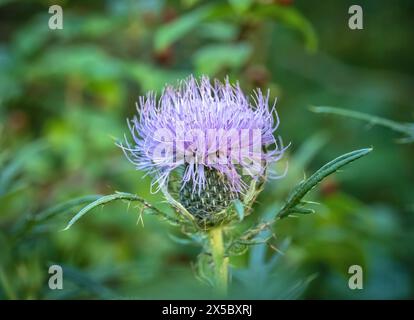 Asteraceae Cirsium arvense ou chardon du Canada, gros plan de jeunes fleurs avec une attention sélective.C'EST AUSSI LE chardon et la laitue qui s'infiltre Banque D'Images