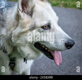Beau chien blanc et gris avec nez noir et langue rose. Banque D'Images