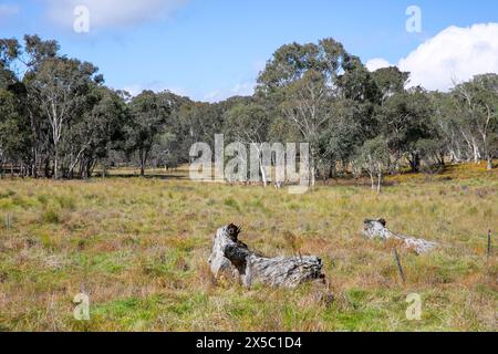 Parc national Turon près de Capertee dans la région de Nouvelle-Galles du Sud, grand tronc d'arbre tombé dans le paysage, Australie, 2024 Banque D'Images