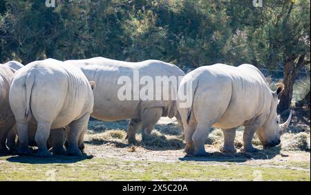 Groupe de rhinocéros blancs pâturant dans les clairières par jour ensoleillé Banque D'Images