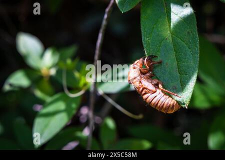 exosquelette nymphal de bug cigale de 17 ans sur une feuille de plante verte. Banque D'Images