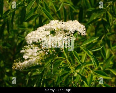 Fermer la vue au soleil Elderberry Sambucus nigra (subsp.) Canadensis avec fleur d'aîné. Les gousses de fleurs blanches fleurissent avec des feuilles vertes en Floride. Flou Banque D'Images