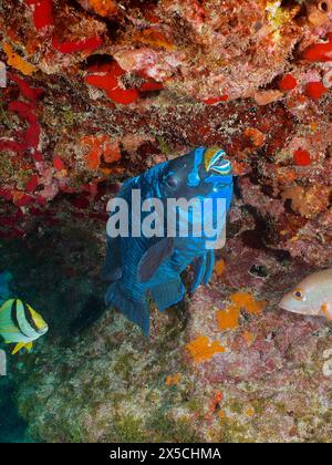 Un perroquet bleu foncé (Scarus coelestinus) près d'un récif corallien coloré. Site de plongée John Pennekamp Coral Reef State Park, Key Largo, Floride Banque D'Images