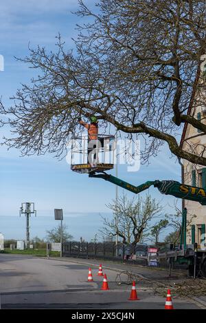 Couper un arbre en surplomb sur une route, Bavière, Allemagne Banque D'Images