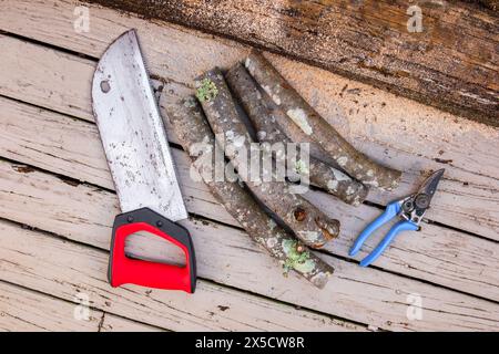 Vieille scie à main rouillée sur un fond de planches en bois, des bûches de bois de chauffage coupé et des cisailles d'élagage de jardin. Banque D'Images