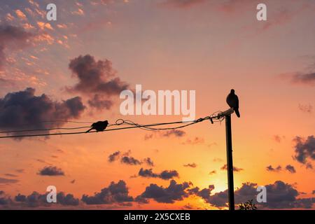 Clic de silhouette d'oiseaux assis sur le fil Banque D'Images