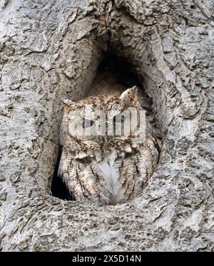 Chouette de l'est glissant dans un trou d'arbre, Québec, Canada Banque D'Images