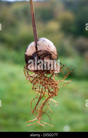 Noyau d'avocat (Persea americana) avec des racines sur un fond vert Banque D'Images