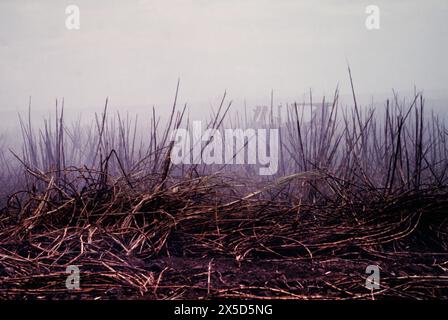 Un champ brûlant de canne à sucre avec un tracteur travaillant dans la fumée derrière, Maui, Hawaï. Il a été tourné sur film en 1994. Banque D'Images