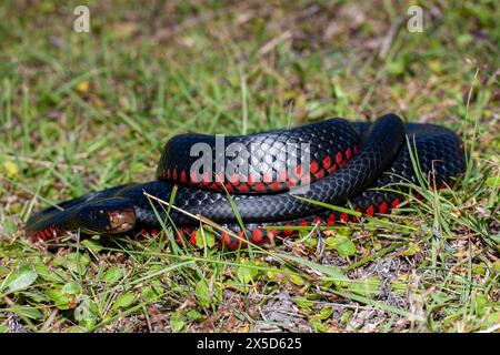 Venimeux venimeux ventre rouge venimeux serpent noir Banque D'Images