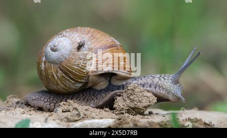 Helix pomatia aka Roman escargot rampant sur le terrain. Volez sur une coquille. Banque D'Images