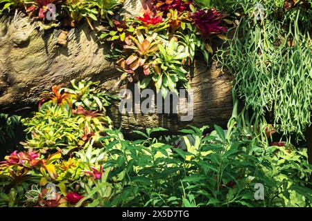 Une belle maison verte avec différents types de plantes feuillues colorées. Jardin botanique. Jardin botanique intérieur. Plantes tropicales. Banque D'Images