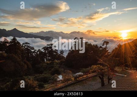 Mer de nuages et pruche chinoise au coucher du soleil, Tianchi Lodge, Nantou, Taiwan Banque D'Images