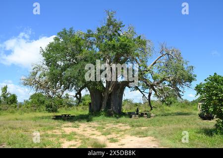 Majestueux baobabs, symbole de vie et de résilience dans la savane africaine Banque D'Images