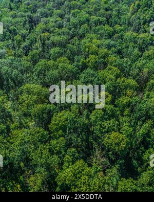 Vue d'une forêt feuilletée mixte densément fermée d'en haut Banque D'Images