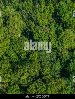 Vue d'une forêt feuilletée mixte densément fermée d'en haut Banque D'Images