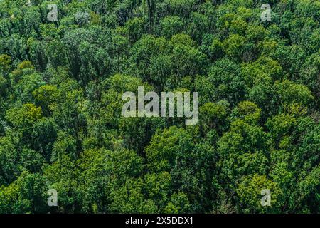 Vue d'une forêt feuilletée mixte densément fermée d'en haut Banque D'Images