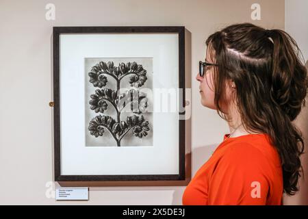 Basingstoke, Hampshire 09 mai 2024 Phacelia congesta Karl Blossfeldt (1865- 1932} photographe allemand, célébré par les surréalistes et les premiers modernistes pour ses images pionnières en gros plan de plantes et de flore. À l'aide d'un appareil photo et d'objectifs faits maison, il pouvait agrandir les images jusqu'à 30 fois leur taille.9 mai - dimanche 28 juillet 2024.Paul Quezada-Neiman/Alamy Live News Credit : Paul Quezada-Neiman/Alamy Live News Banque D'Images