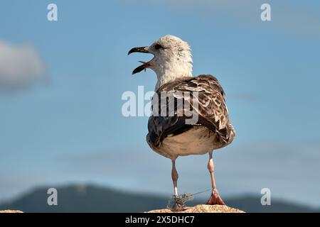 L'agonie d'une mouette qui mourra si elle n'est pas libérée des lignes de pêche qui lui lient les pattes Banque D'Images