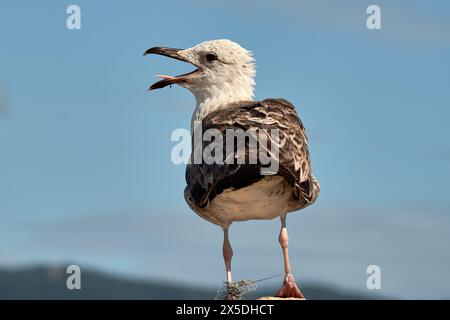 L'agonie d'une mouette qui mourra si elle n'est pas libérée des lignes de pêche qui lui lient les pattes Banque D'Images