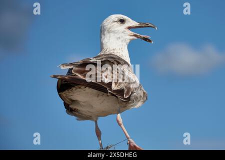 L'agonie d'une mouette qui mourra si elle n'est pas libérée des lignes de pêche qui lui lient les pattes Banque D'Images