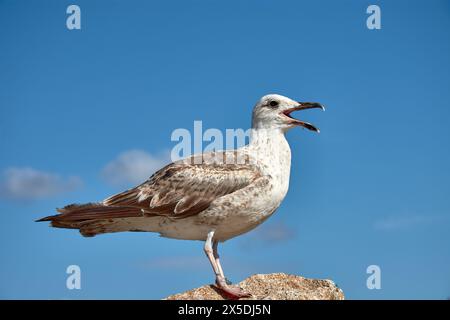 L'agonie d'une mouette qui mourra si elle n'est pas libérée des lignes de pêche qui lui lient les pattes Banque D'Images