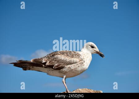 L'agonie d'une mouette qui mourra si elle n'est pas libérée des lignes de pêche qui lui lient les pattes Banque D'Images