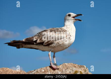 L'agonie d'une mouette qui mourra si elle n'est pas libérée des lignes de pêche qui lui lient les pattes Banque D'Images